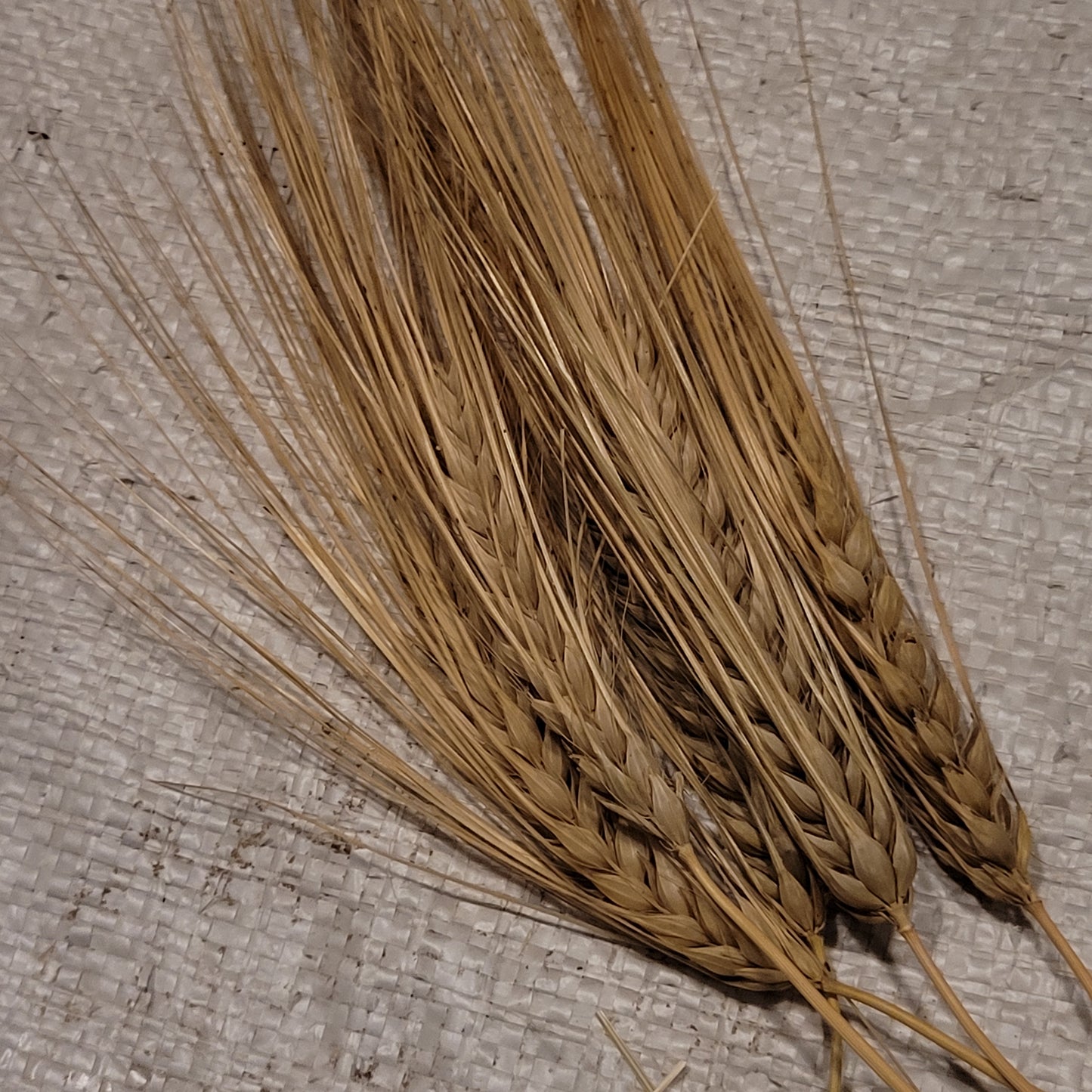 Tonsaru Barley
