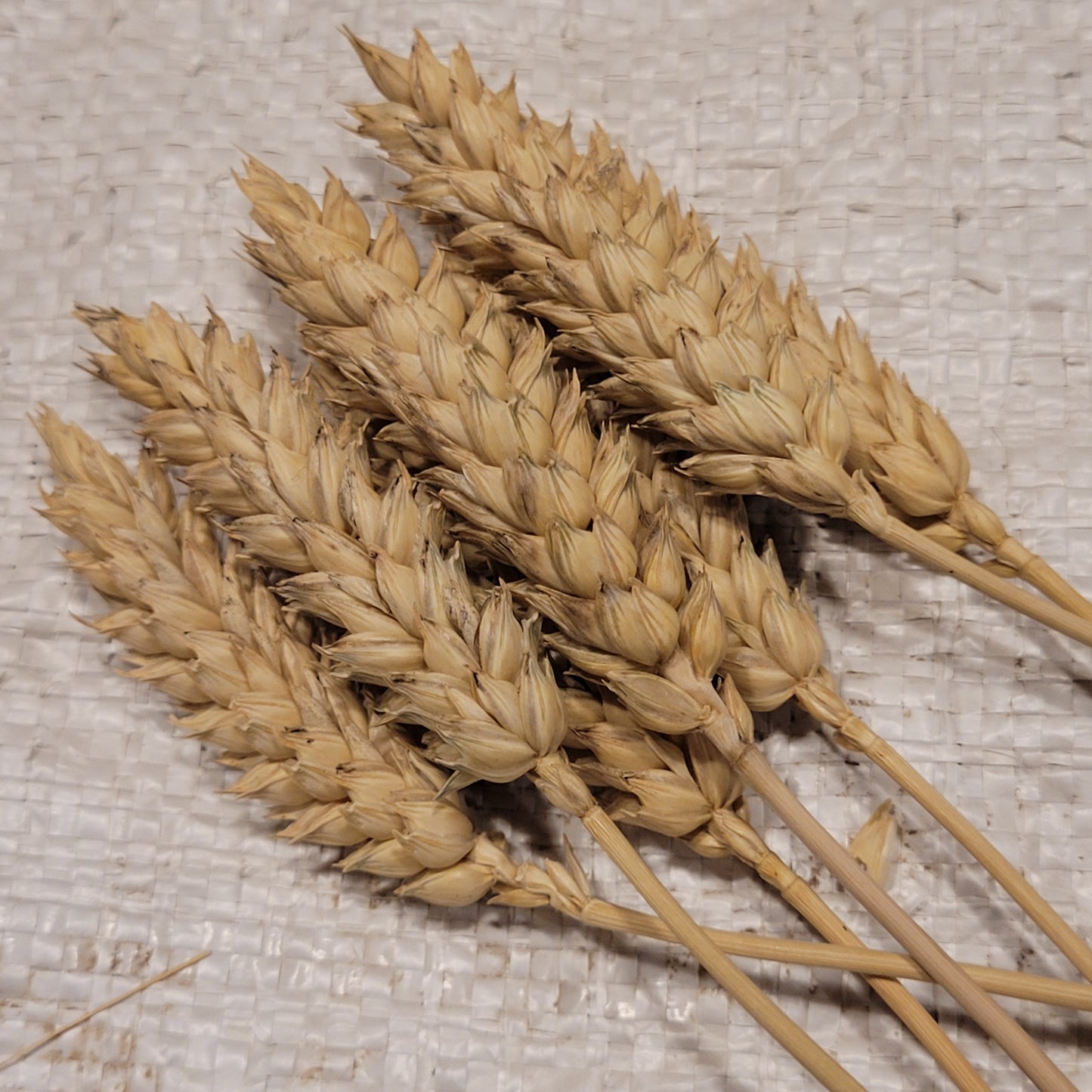 Yamhill Wheat