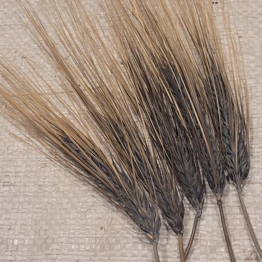 Black Russian Barley
