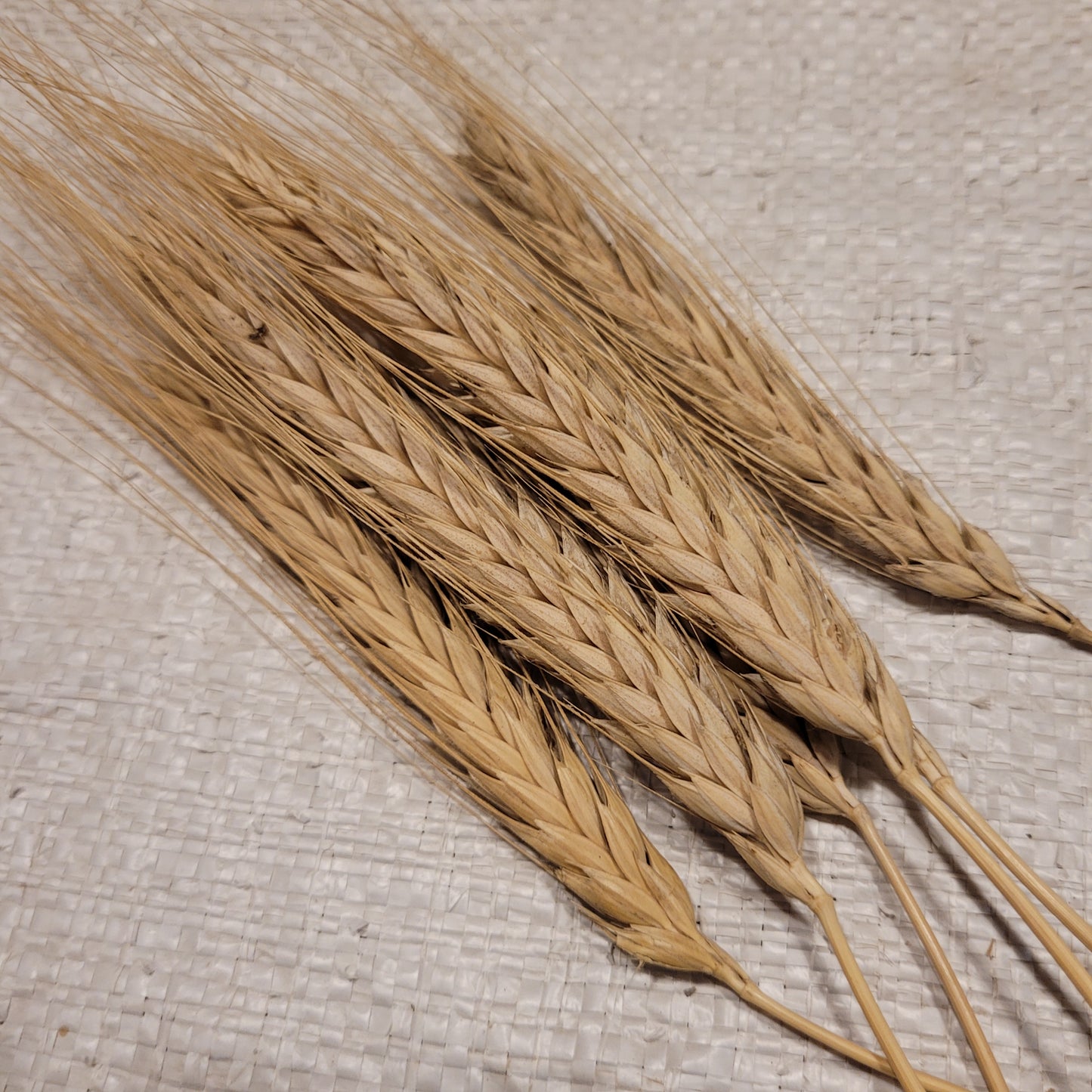 Bokolo Triticale