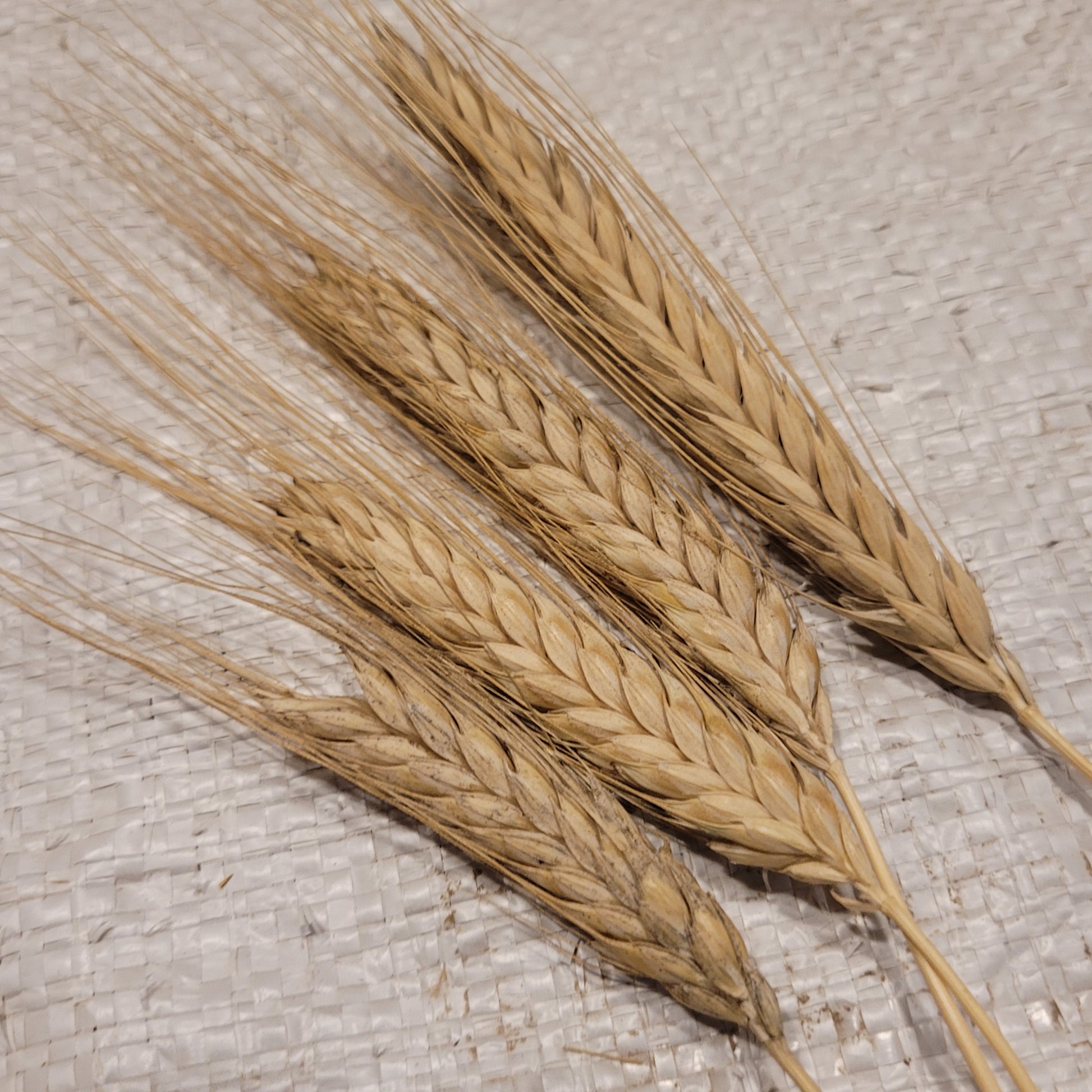 Polish Triticale