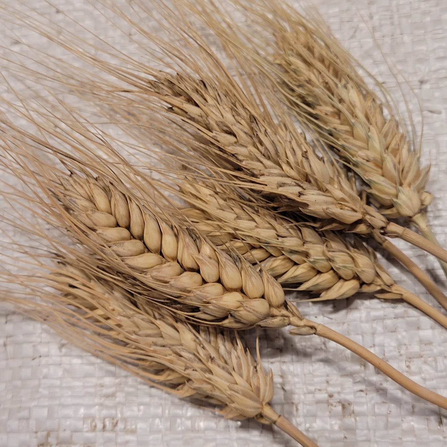 Salzmunder Bartweizen Triticale has beautiful head awn structure