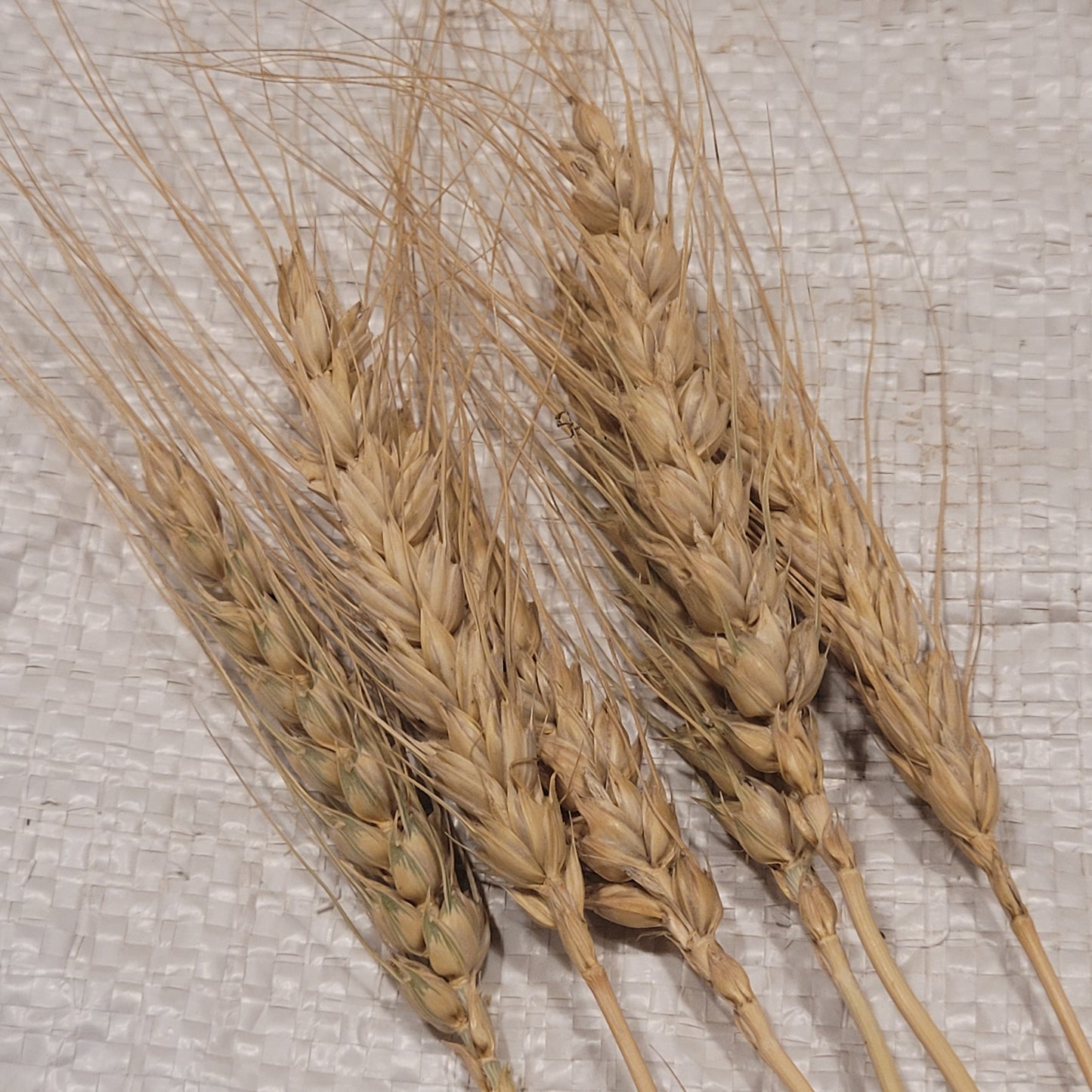 Ukrainka Winter Wheat heavily awned