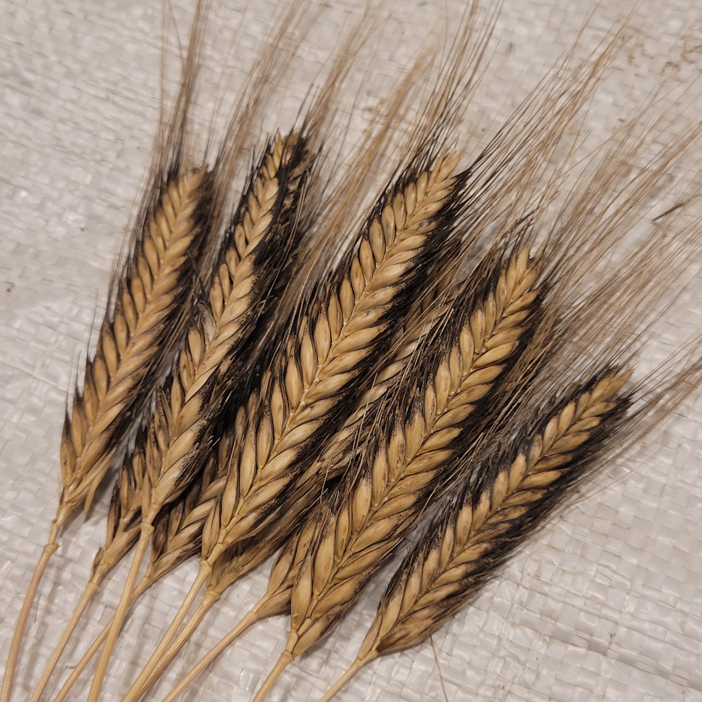 beautiful Black & Tan Sinskaya Naked Einkorn