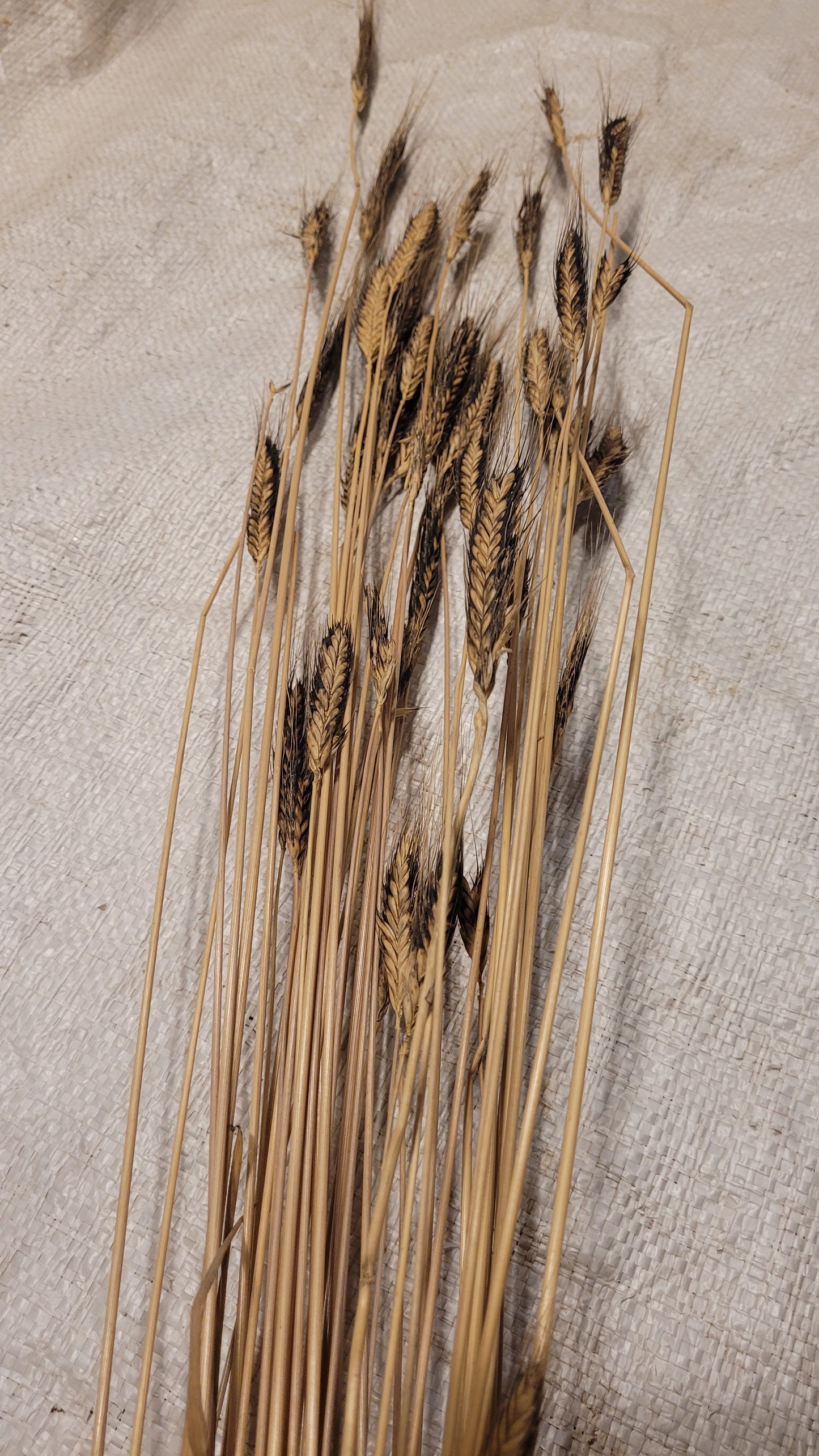 a few plants of Black & Tan Sinskaya Naked Einkorn