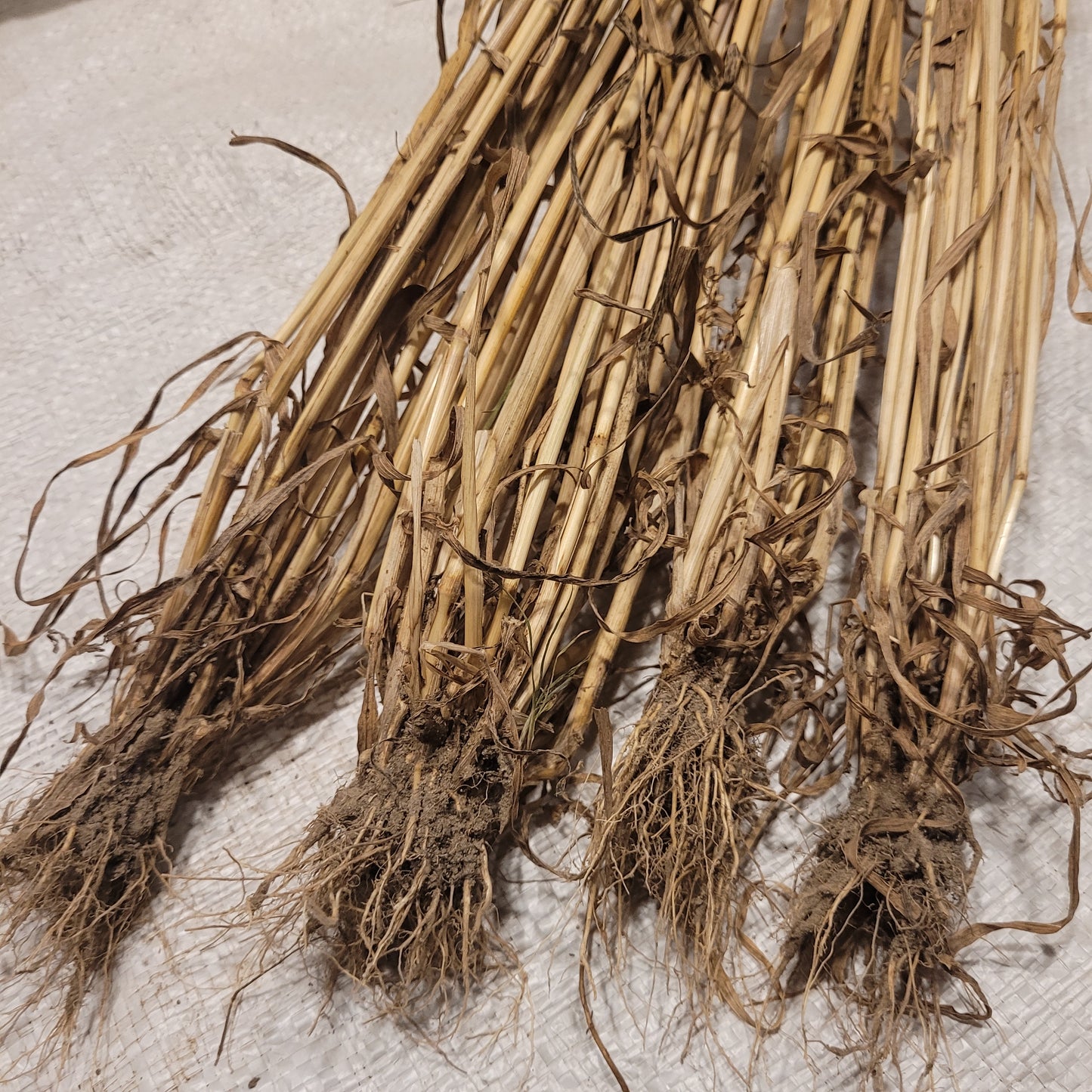 roots and tillering of Black & Tan Sinskaya Naked Einkorn