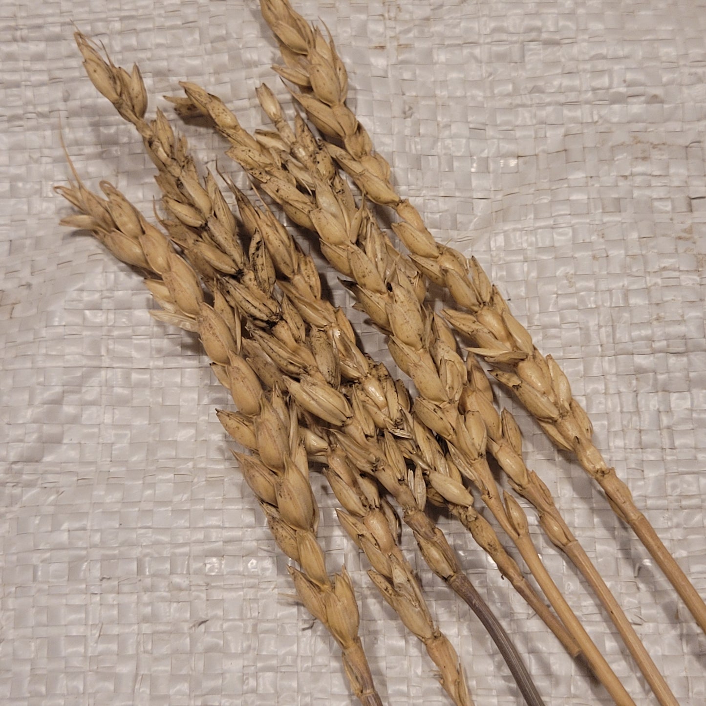 awnless Fultz Wheat