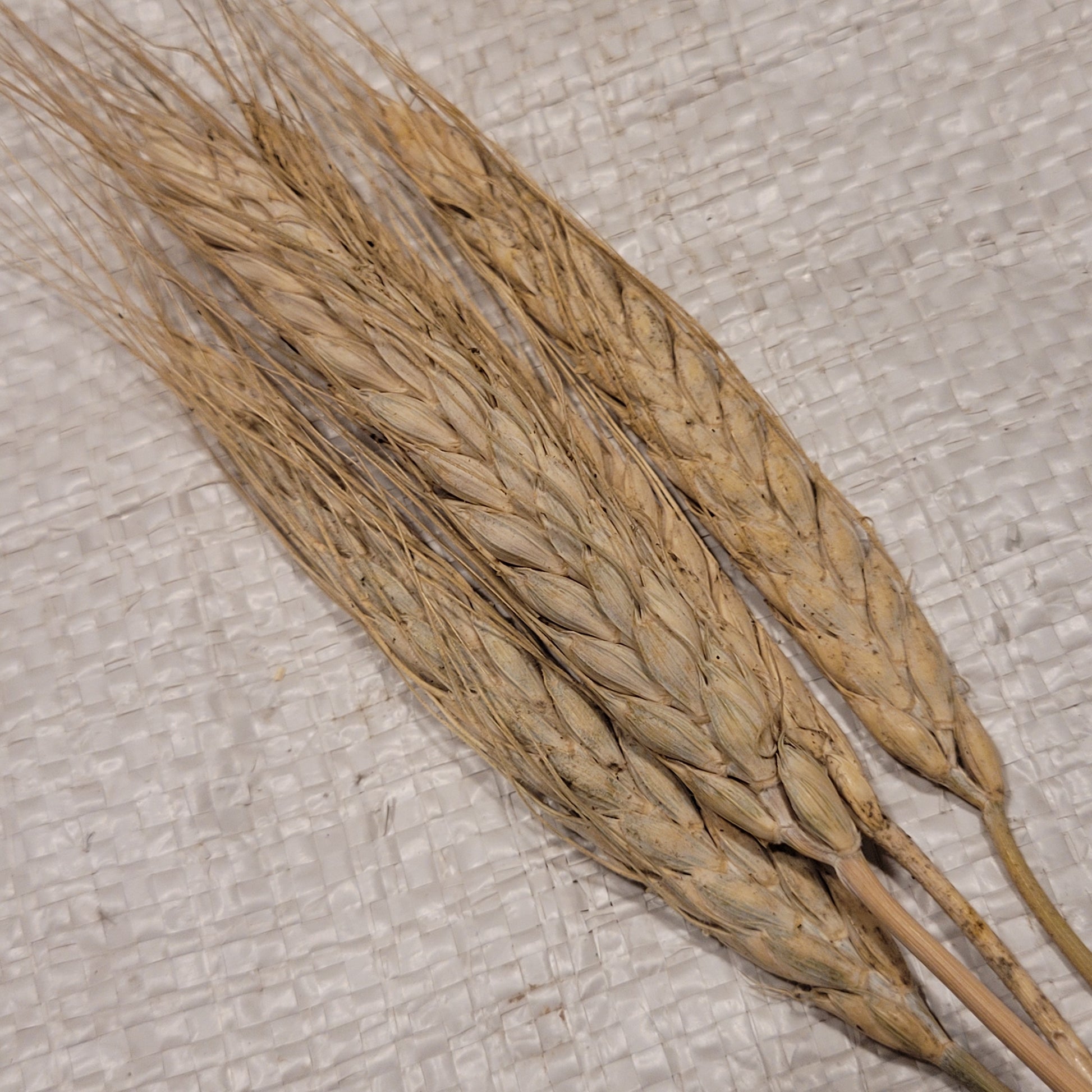 Gruzia Macha Wheat
