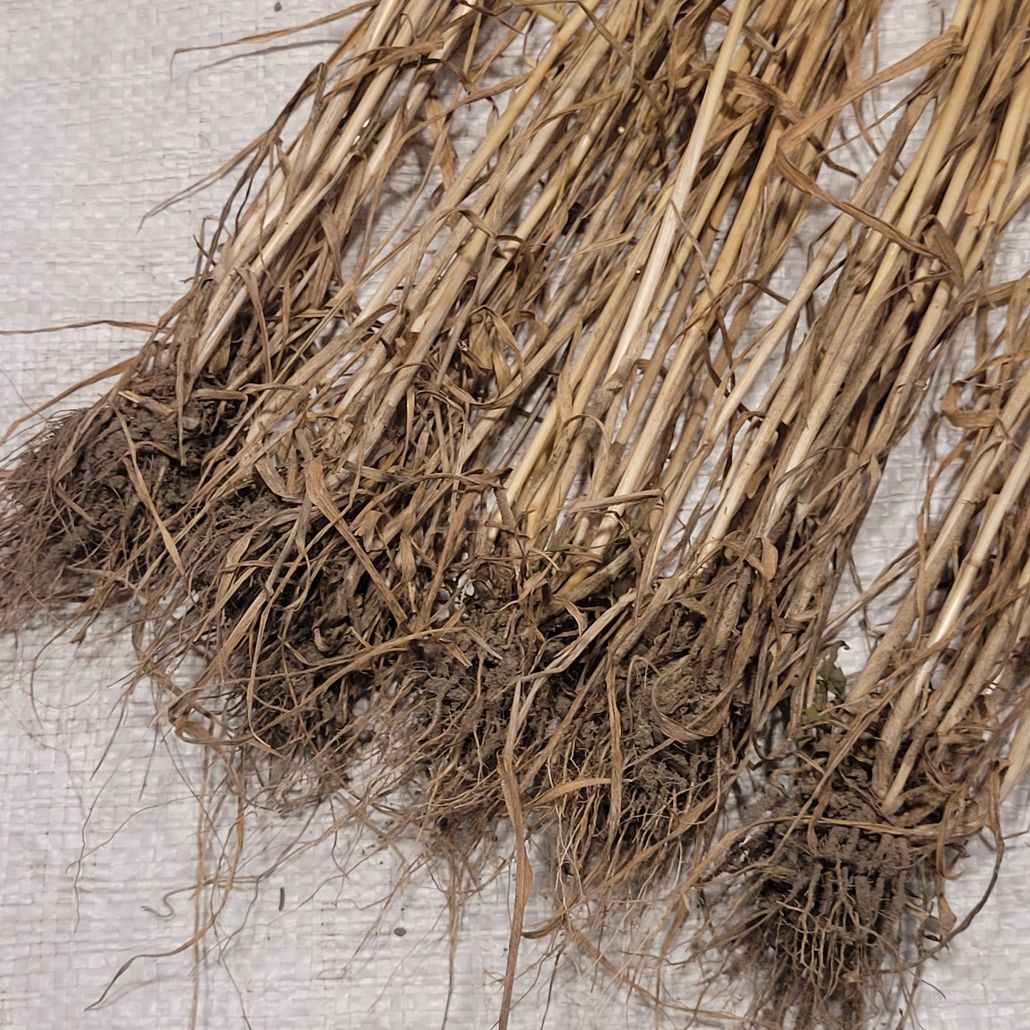 Solina Wheat with roots and great tillering