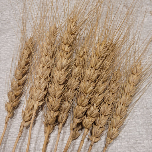 Viglasska Wheat