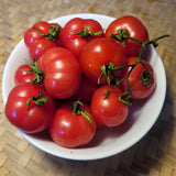 Trèfle du Togo Tomato