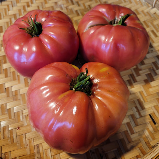Belmonte Tomato