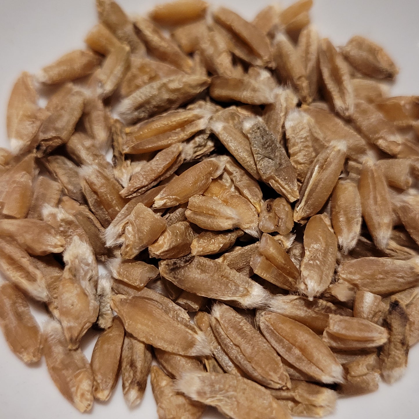 Mnogoletnee Sadykova Triticale
