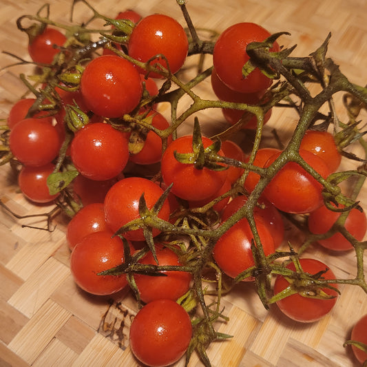 Cuatomate Tomato