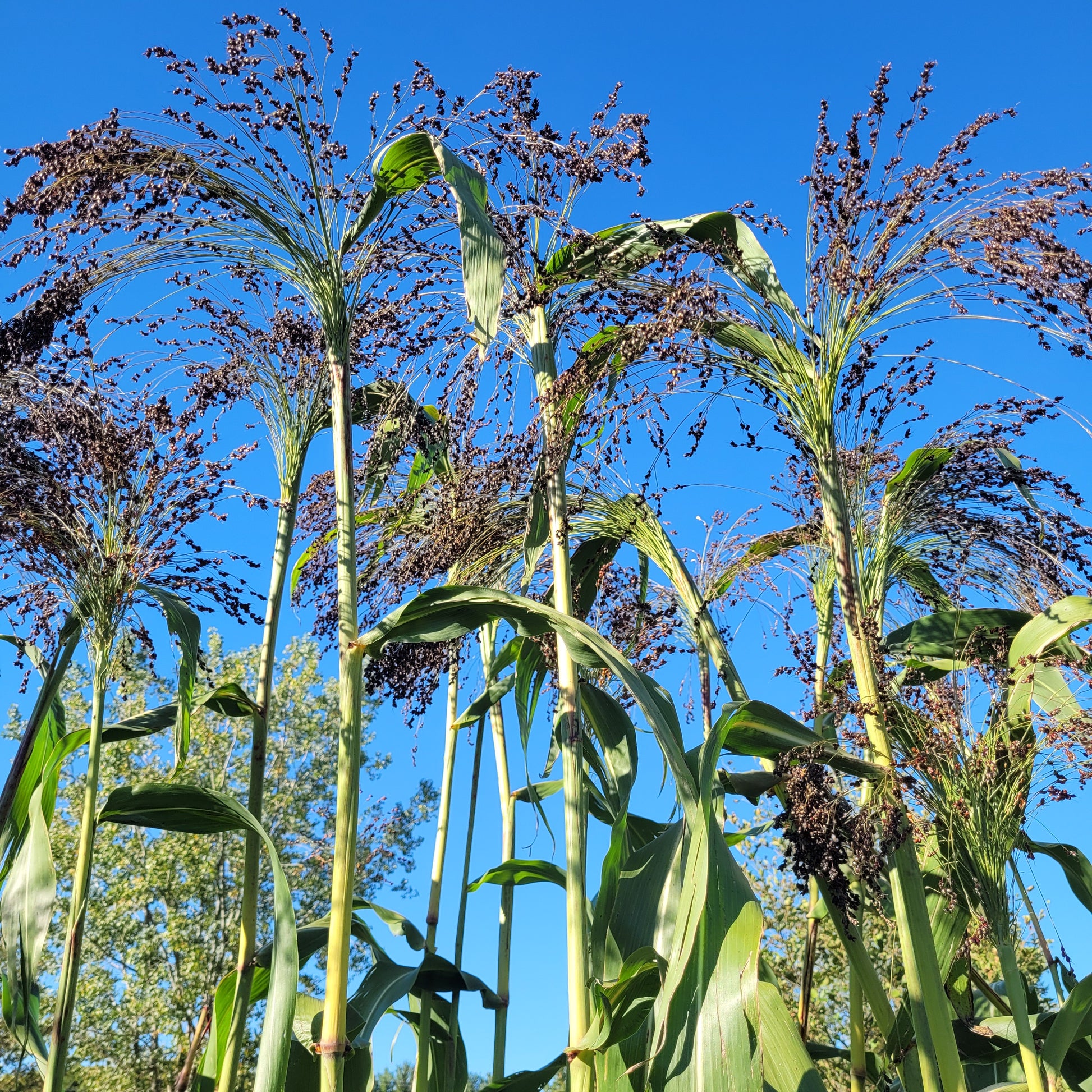 Black Hungarian Broomcorn (Sorghum)