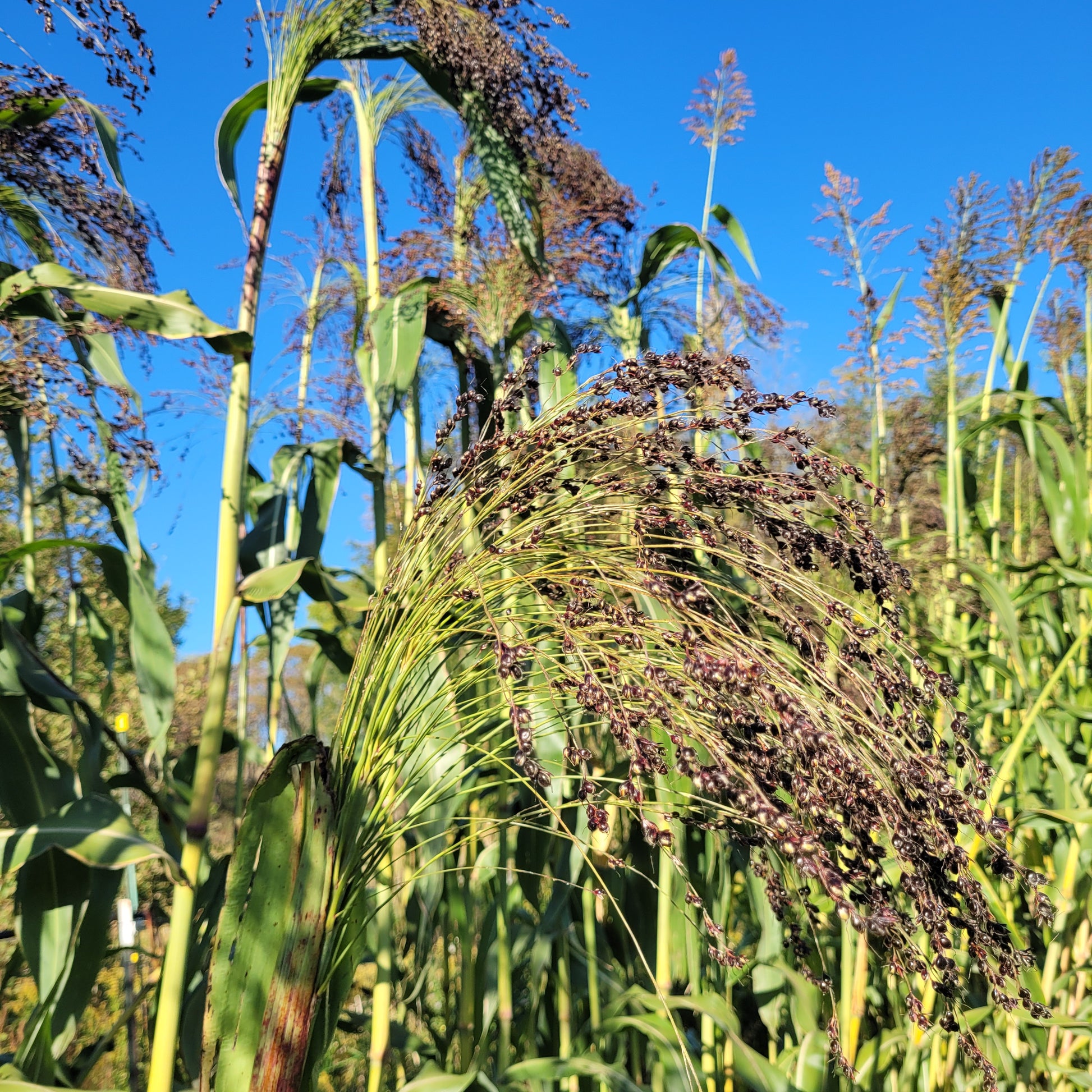 Black Hungarian Broomcorn (Sorghum)