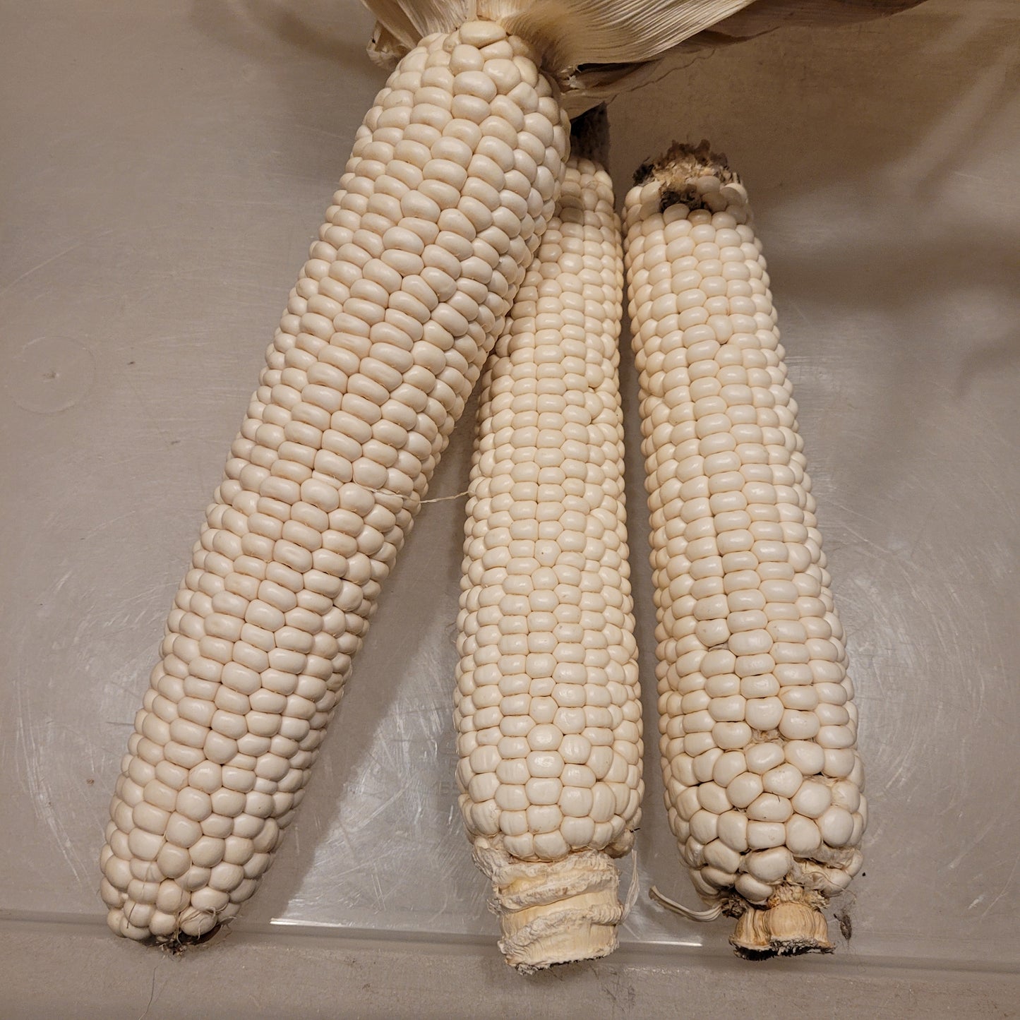 Landrace White Kernel Parching Corn
