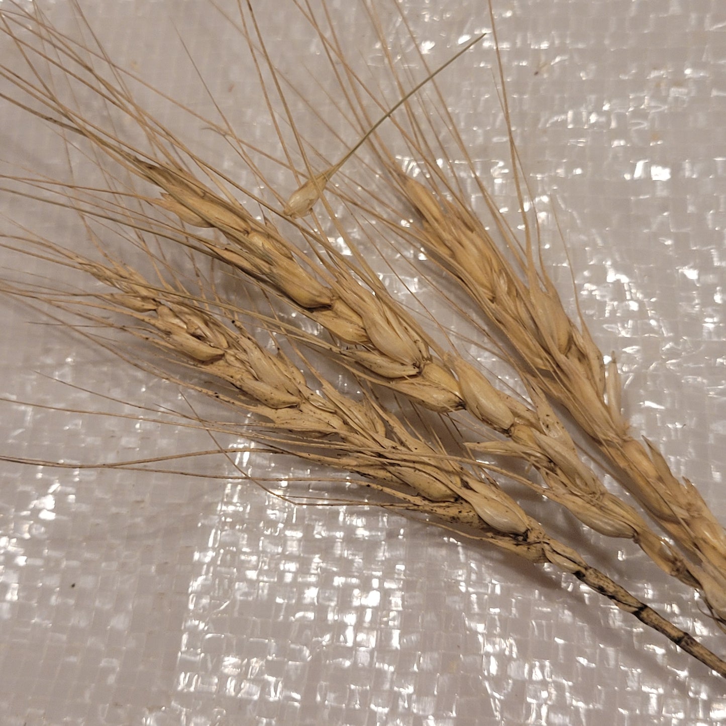 Baldrock Wheat with awns
