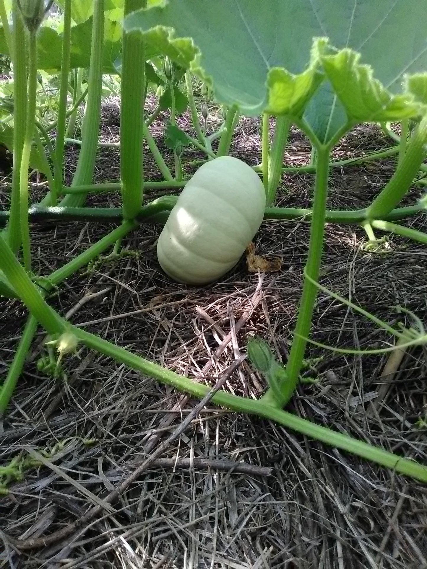 Stella Blue Squash