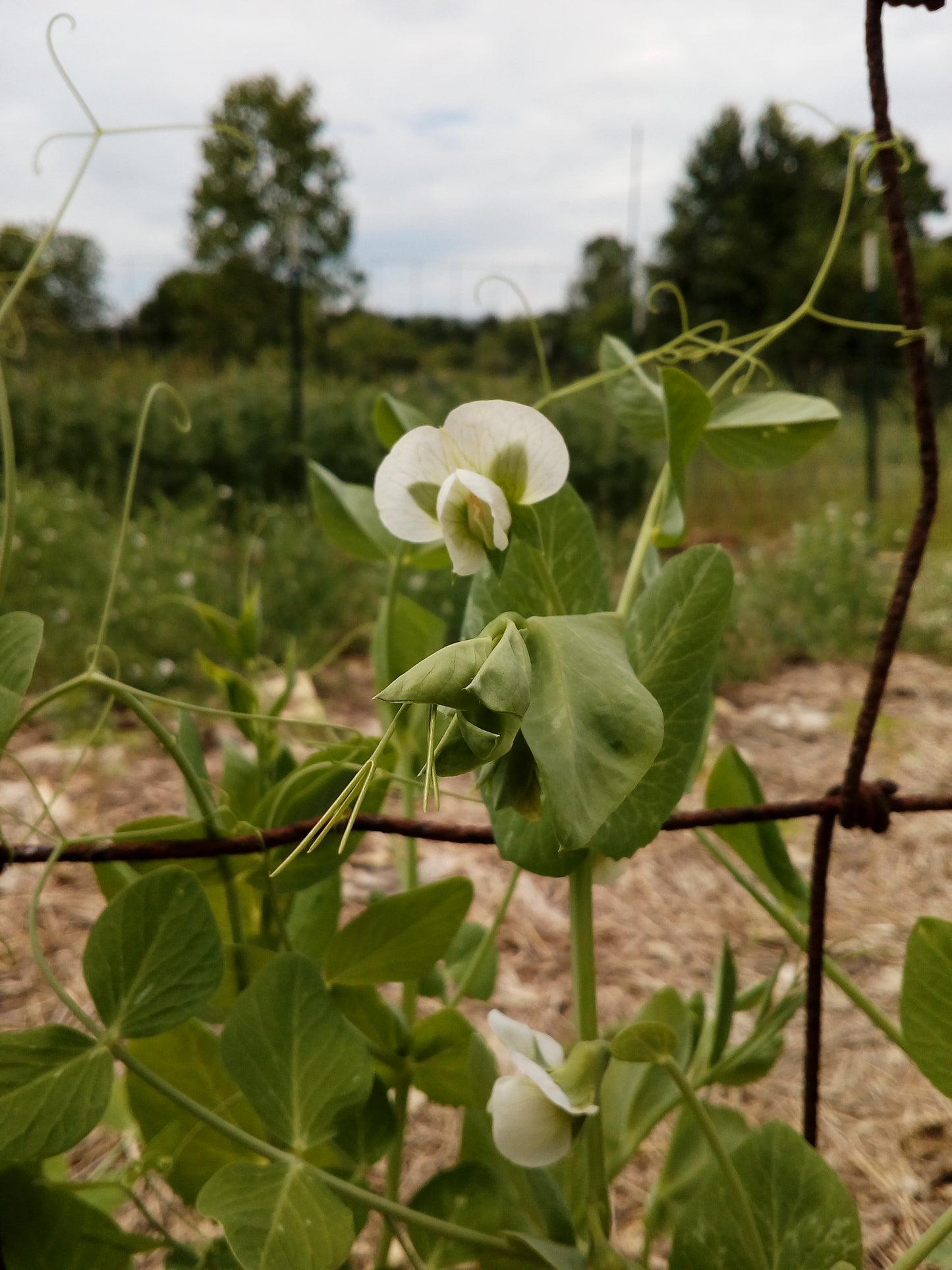 Amplissimo Viktoria Ukrainskaya pea blossom