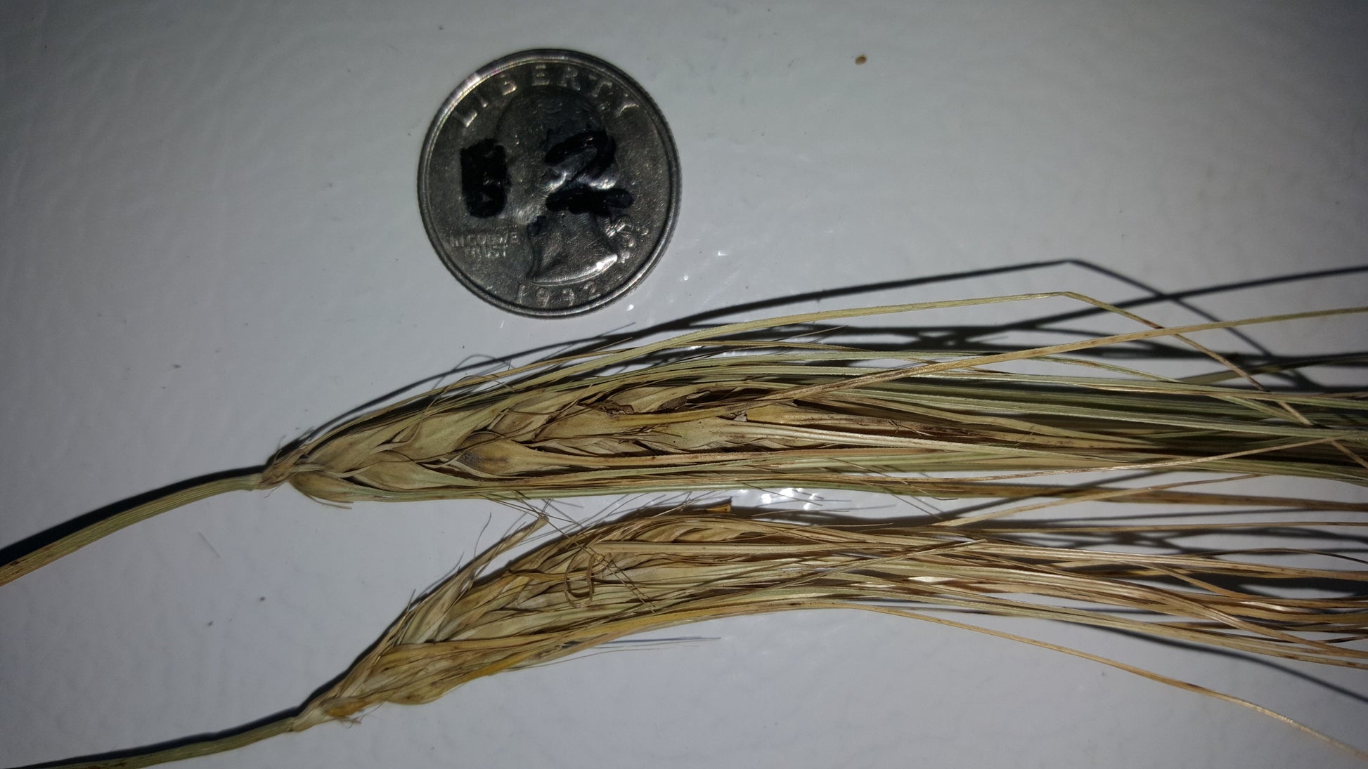 Karan 163 Barley seed heads