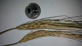 Karan 163 Barley seed heads
