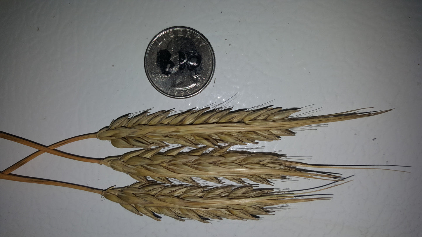 Naked Food Barley 108-414 awned hulled heads
