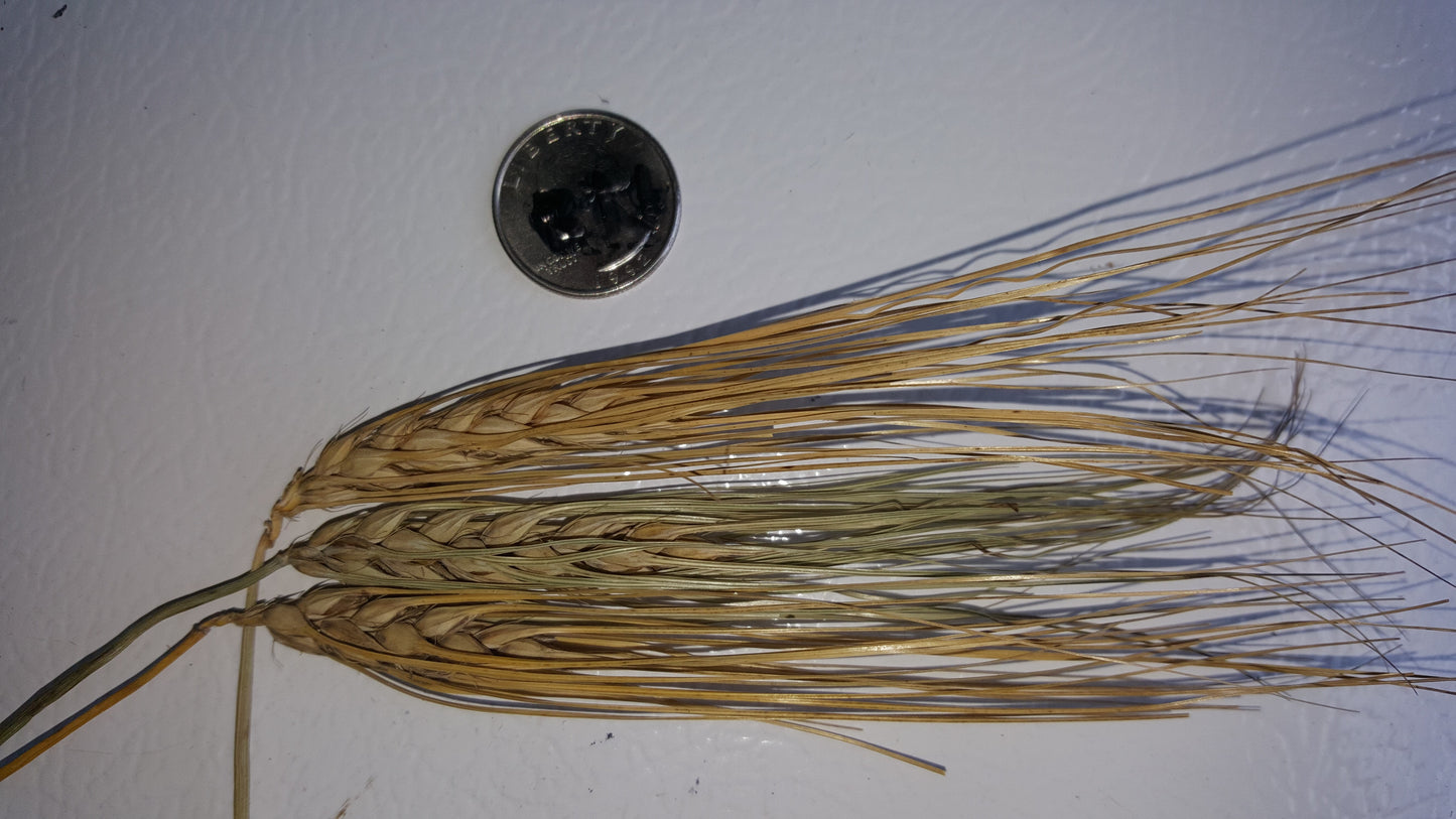 Karan 351 Barley awned seed heads