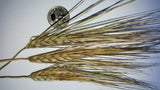 Karan 3 Barley seed heads