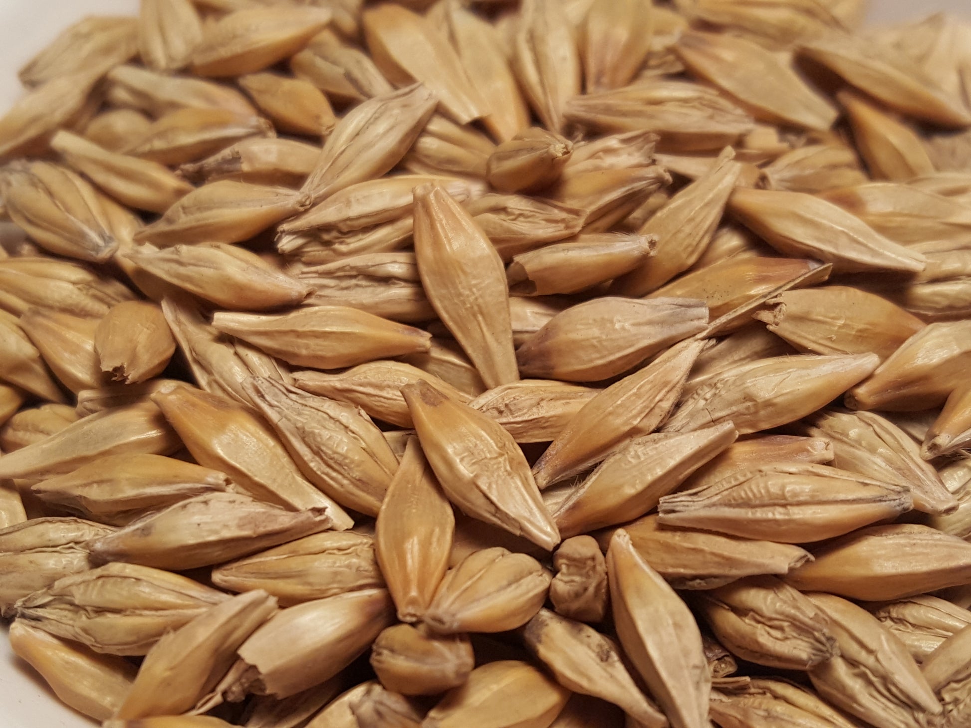 Full Pint barley seeds