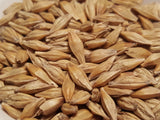Full Pint barley seeds