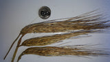 Robust barley seed heads