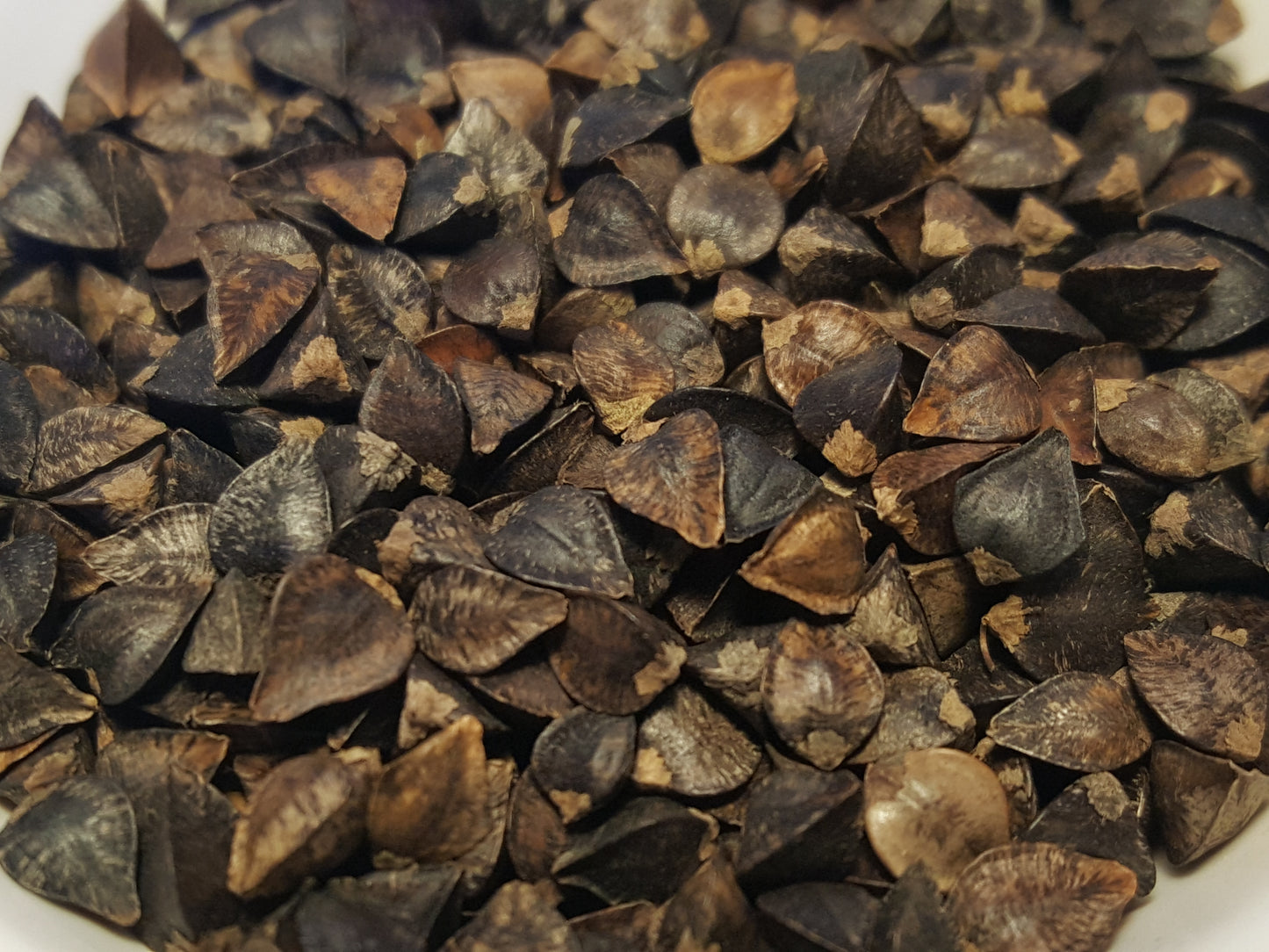 Japanese Buckwheat