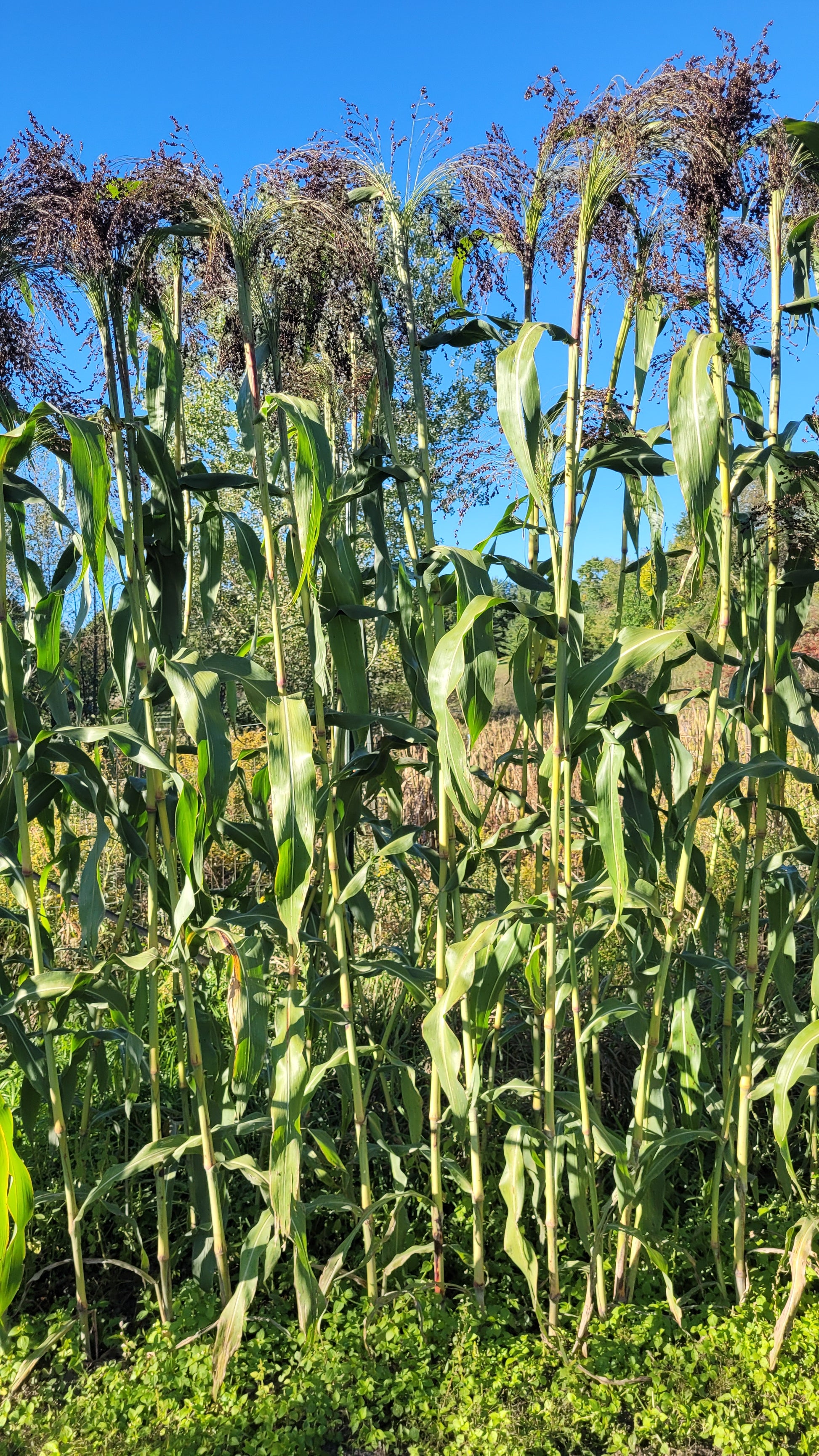 Black Hungarian Broomcorn (Sorghum)