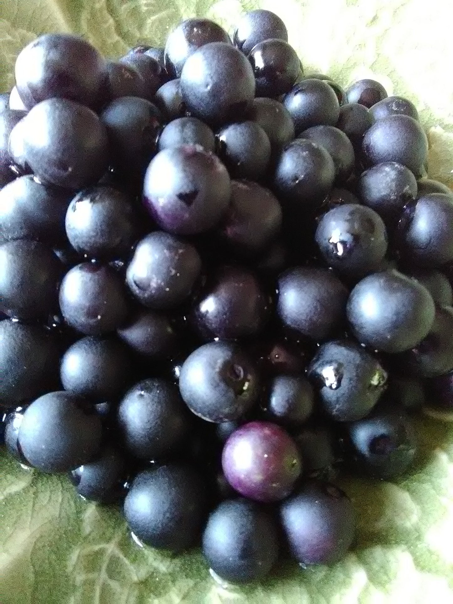 Sunberry
