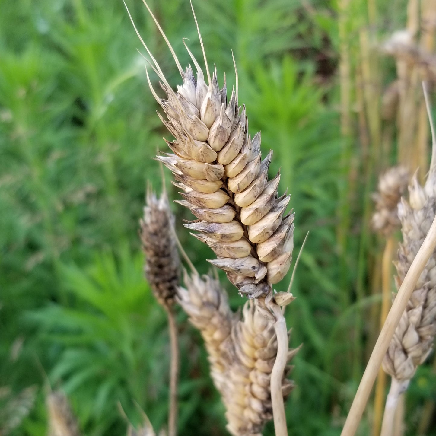 Up-close view of magnificent mature clavate spikes of Czechoslovakian landrace winter wheat Jezka Hladka Club Wheat - field view