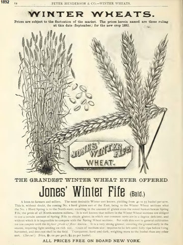 Jones' Winter Fife entry in the 1892 Peter Henderson & Co. seed company's catalog