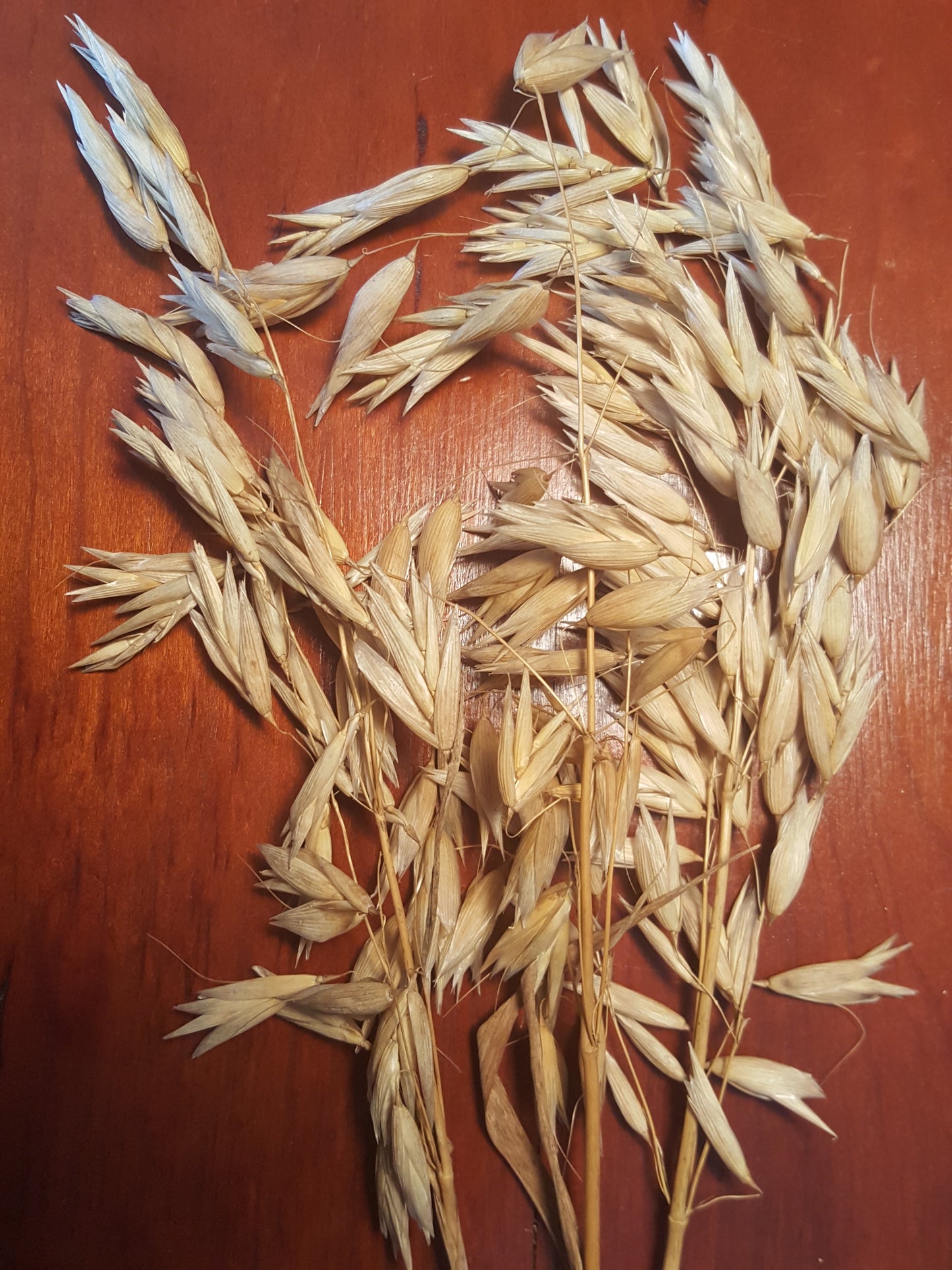 Hulless Oat stalks