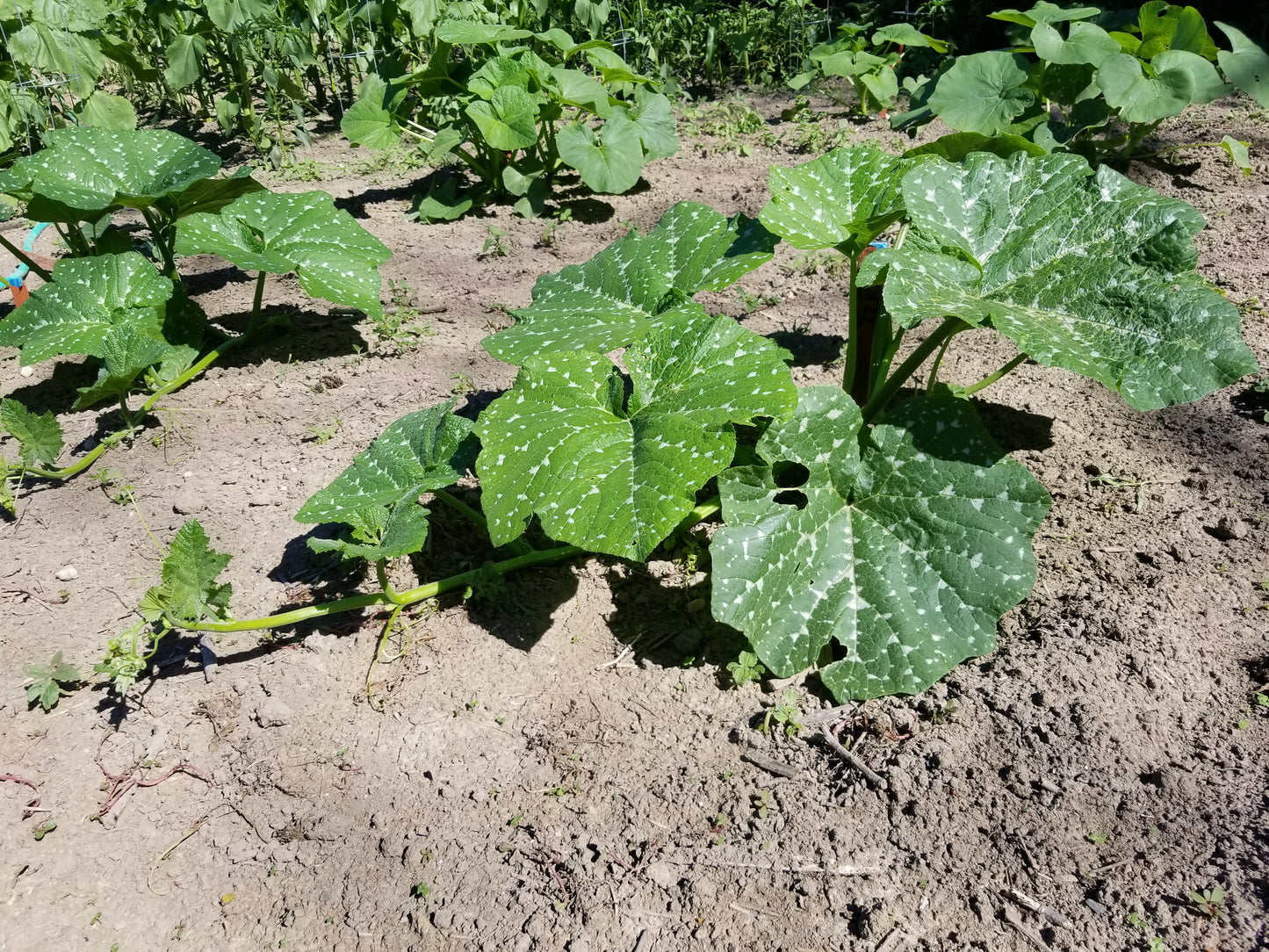 Young vines of Pipian of Tuxpan squash - note the white dappled leaves characteristic of Cucurbita argyrosperma squashes.