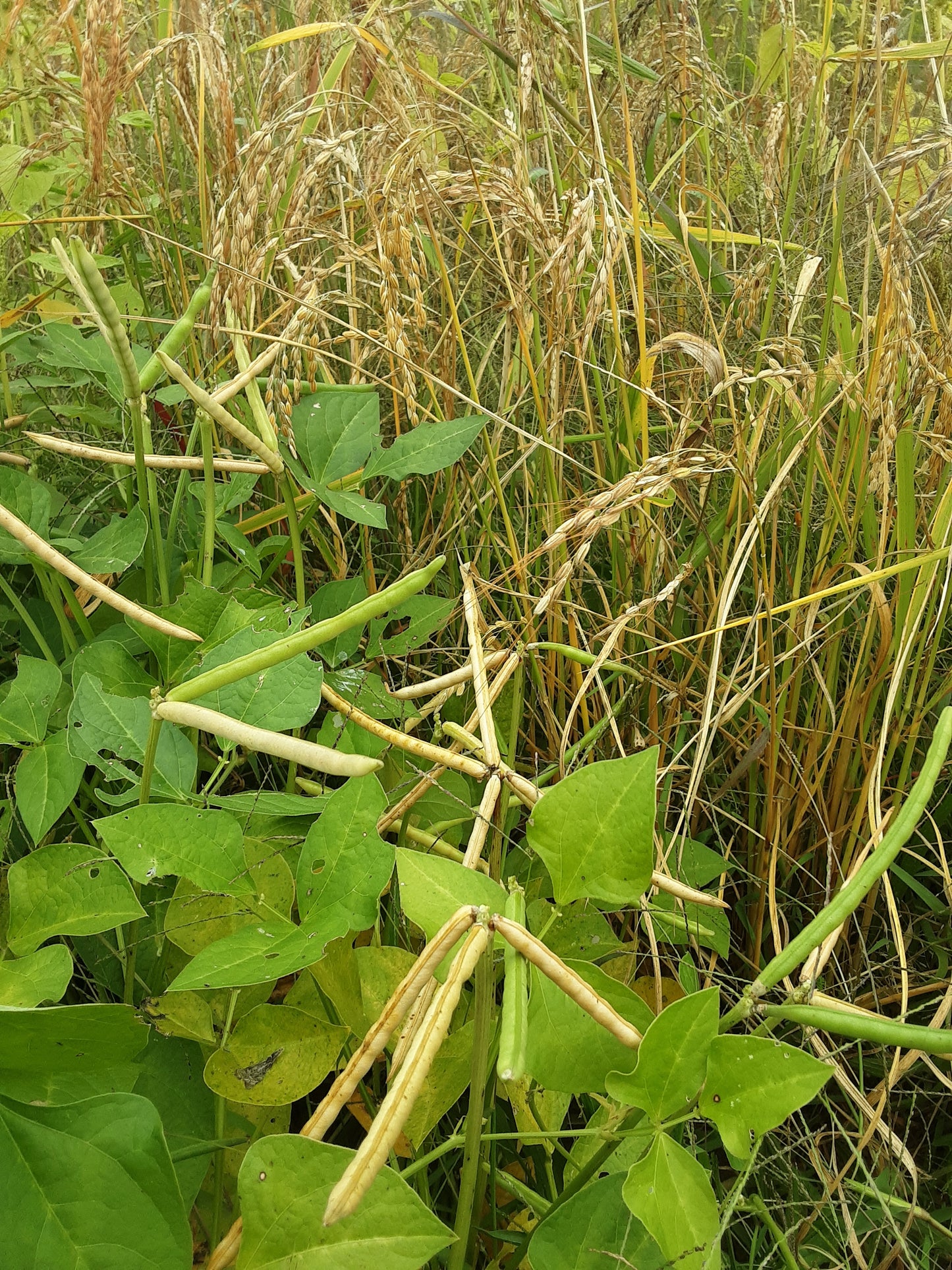 A field view of Rice Cowpea's slender pods in various stages of maturity and shown growing with an upland rice cultivar - biodiversity at its best, offering culinary versatility for northern growers.