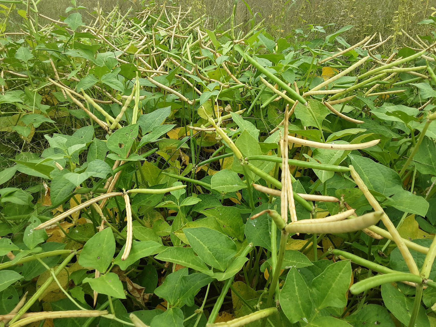 A field view of the slender pods of Rice Cowpea in various stages of maturity, held gracefully aloft on tall peduncles.