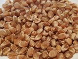Globe Wheat Strain 1506 seeds