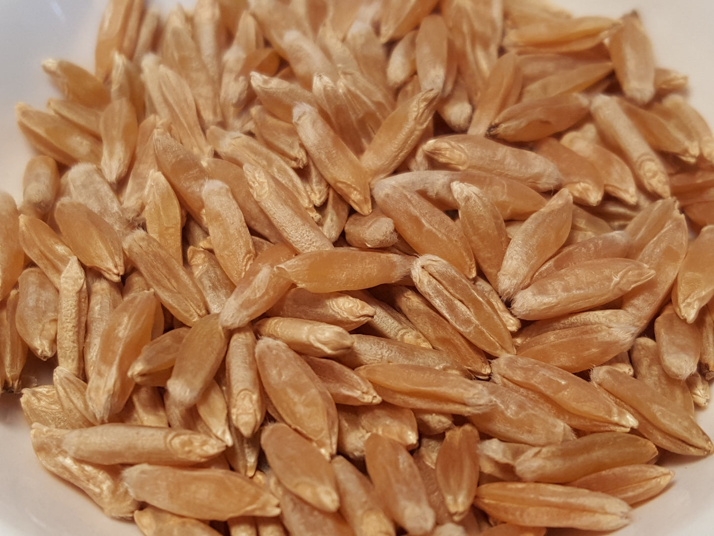 Mirabella wheat seed