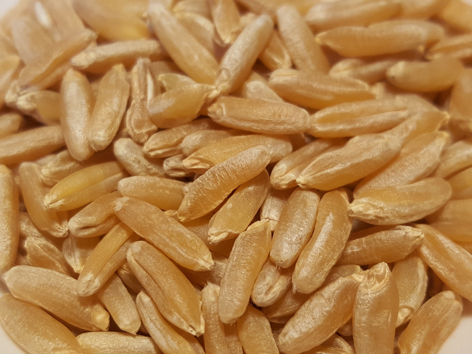 Hourani Wheat seeds