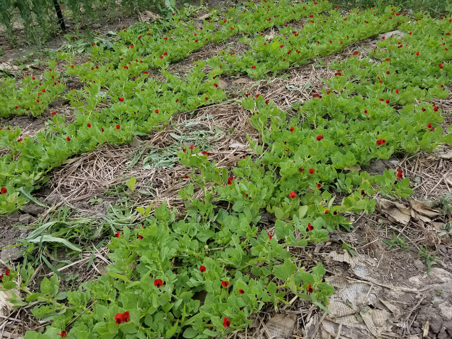 Canopies of Asparagus Pea plants showing off their gorgeous red blossoms