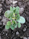 An Asparagus Pea seedling with two sets of true leaves