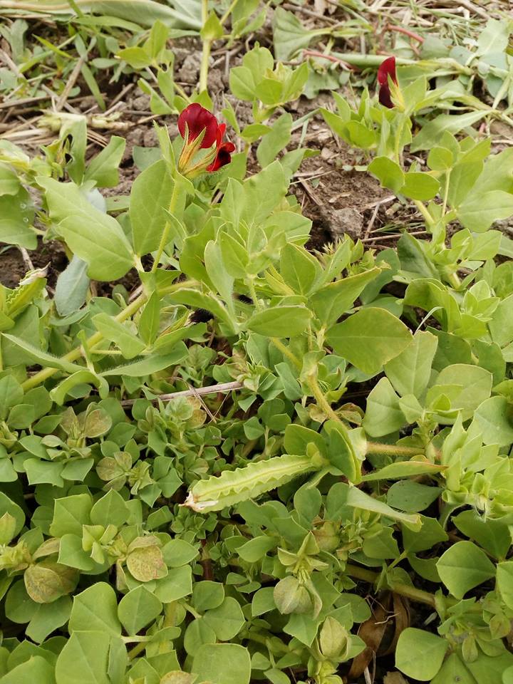 A highly branched Asparagus Pea plant with its quirky squared pod and cheery red flowers