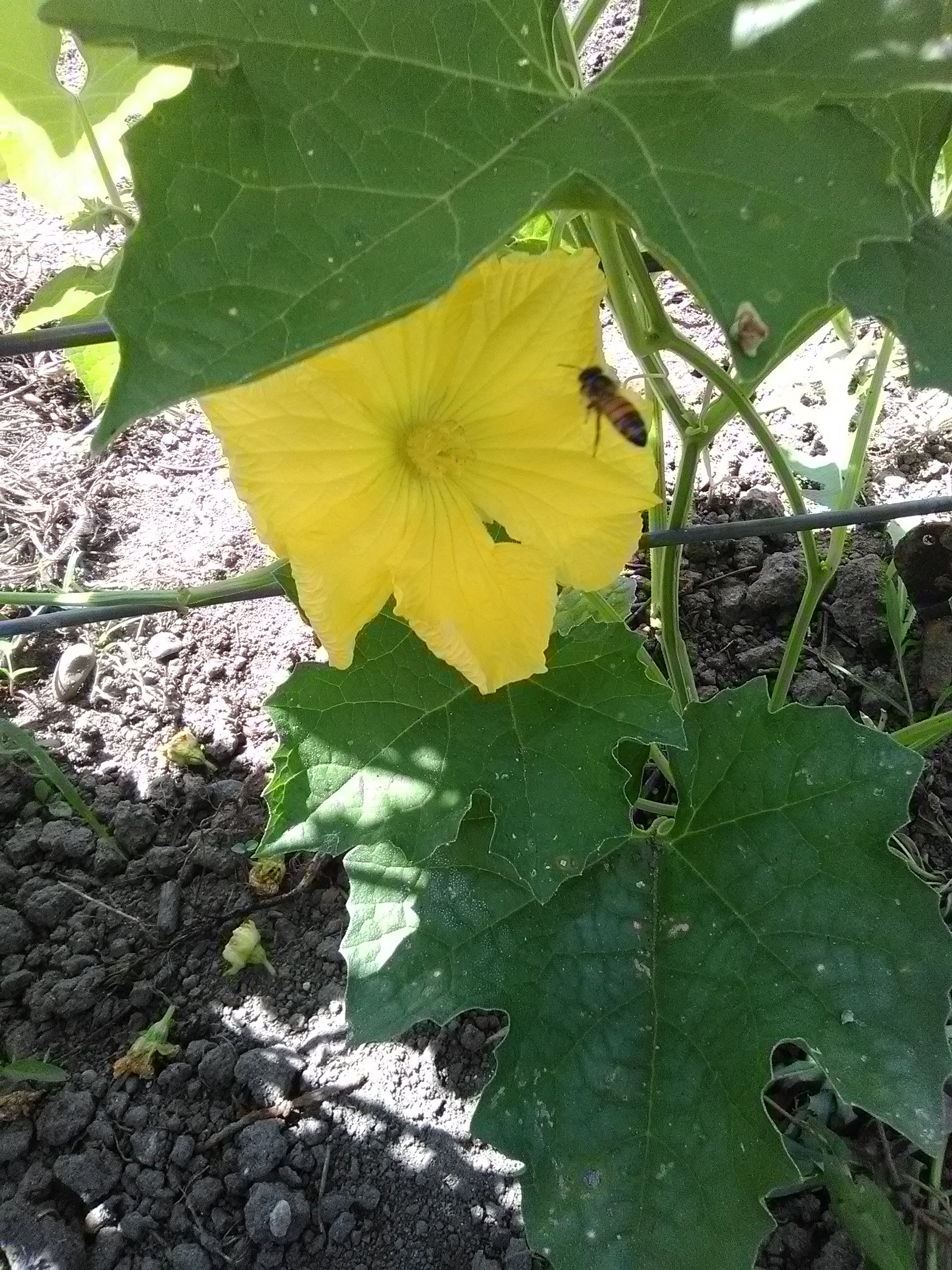 A glorious brilliant yellow luffa gourd flower receiving a honeybee visitor