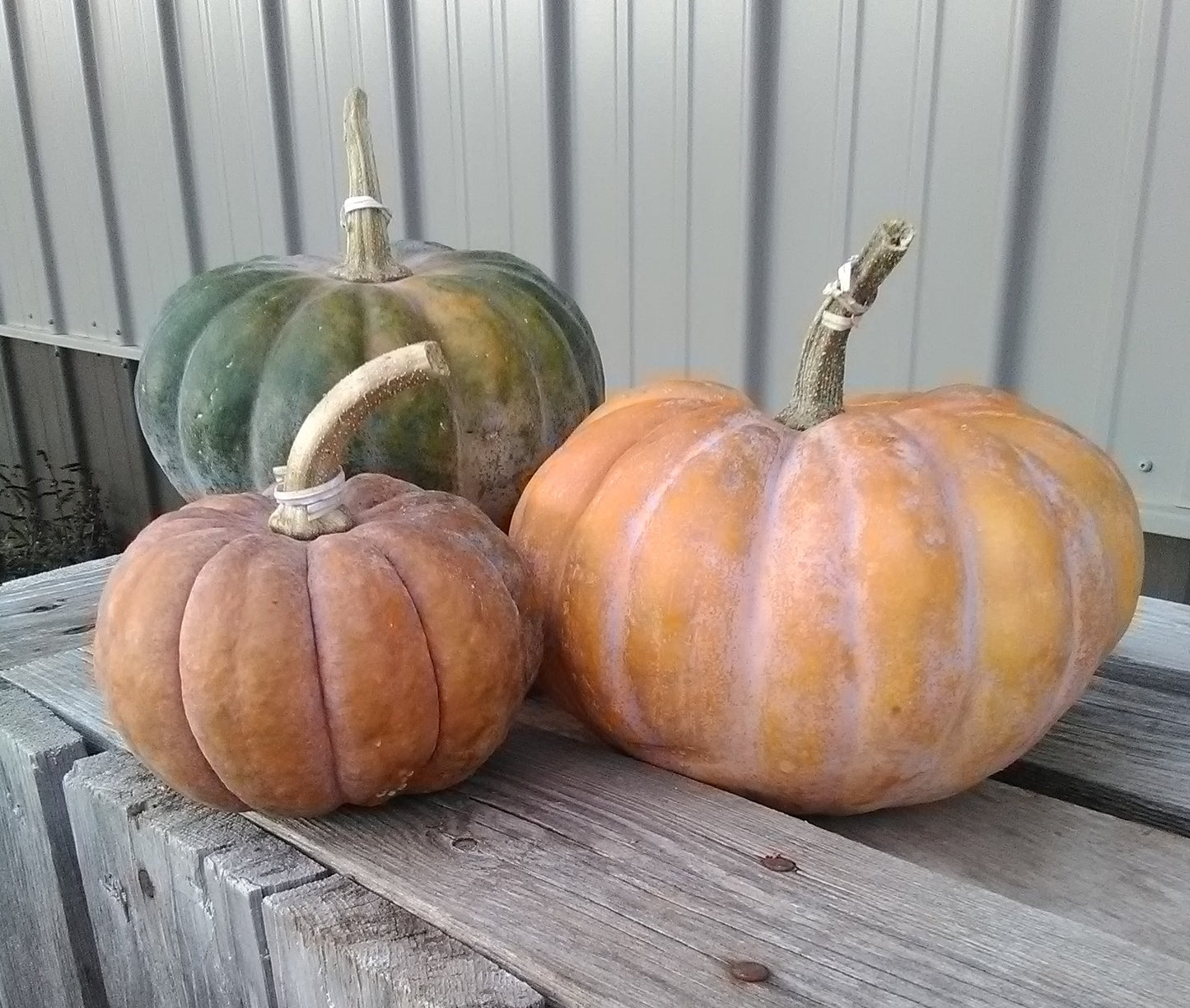 Black Futsu Squash, Moschata, Winter Squash, Trellis,