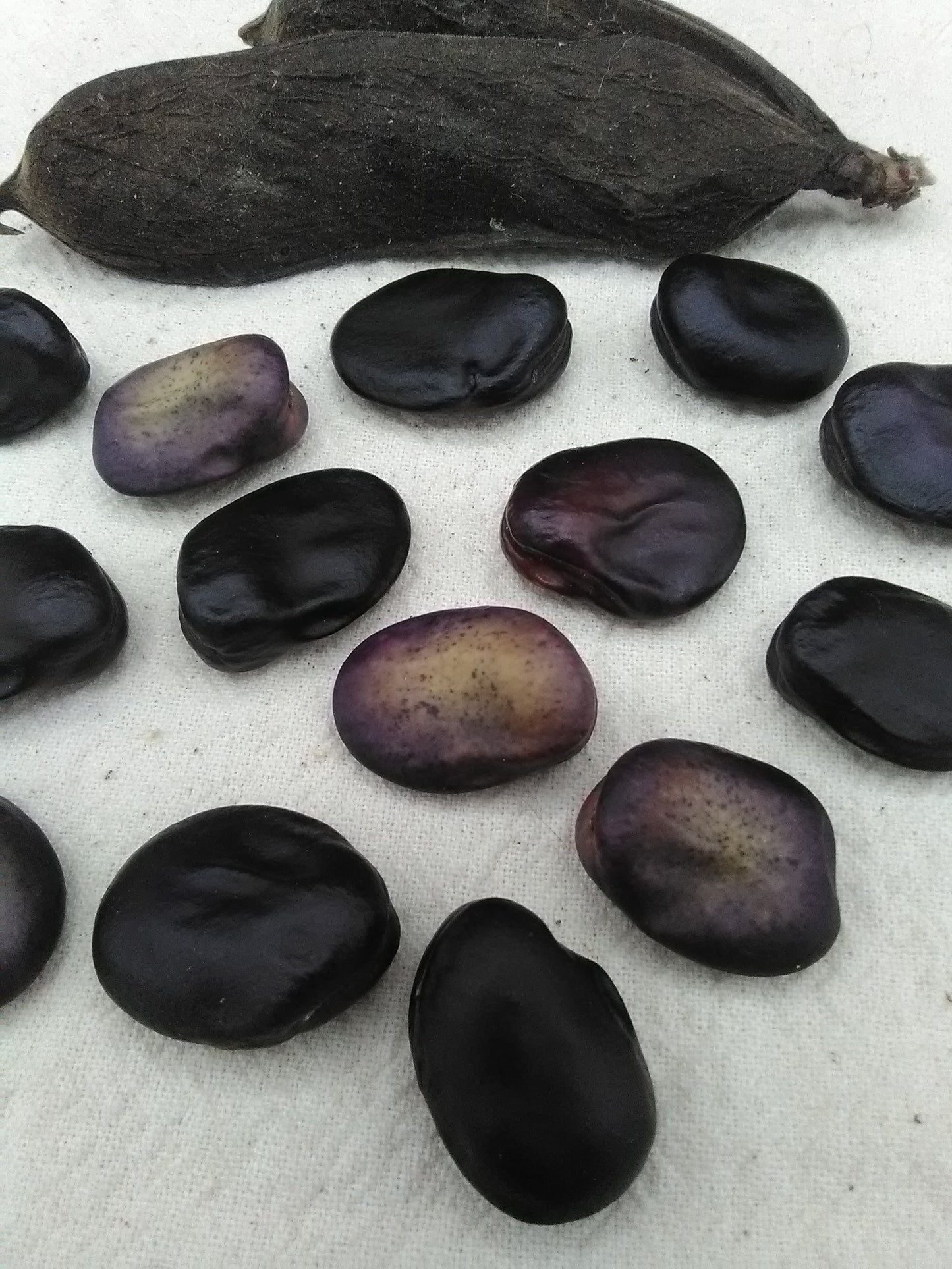 Frog Island Nation Fava Bean